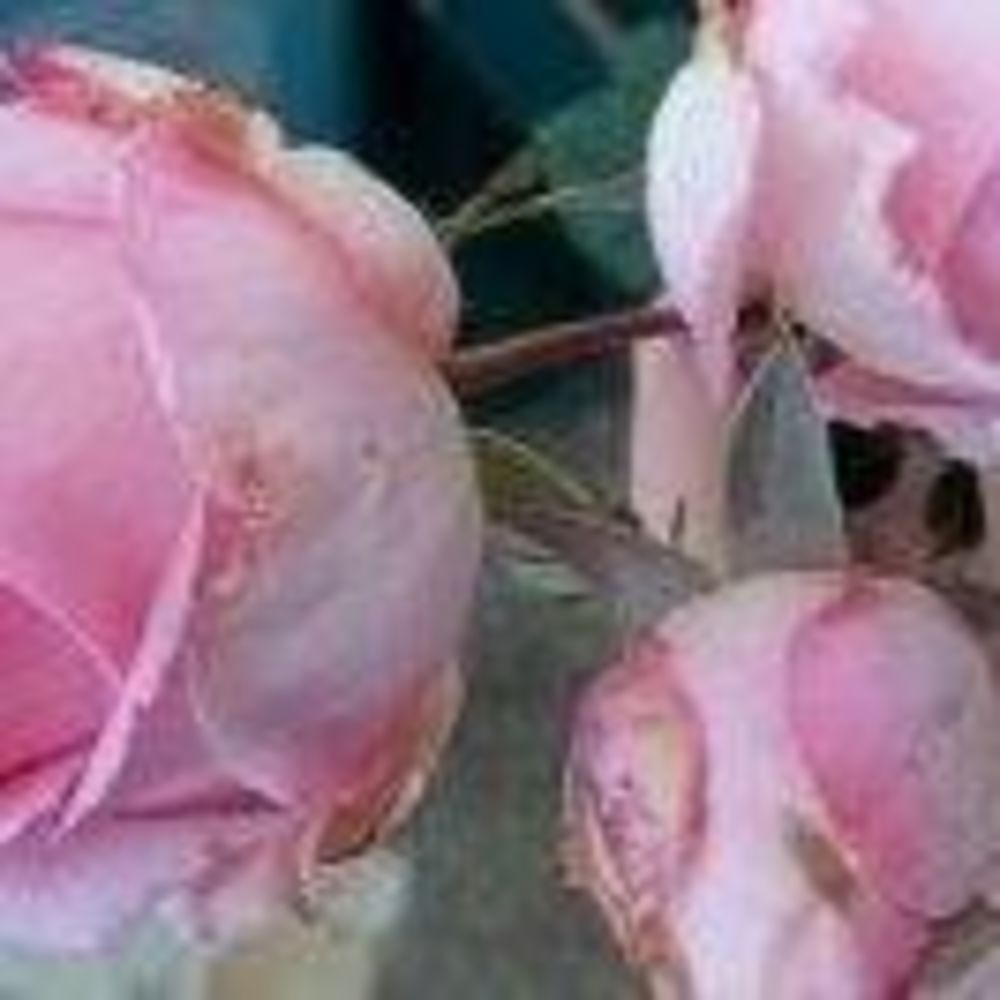 Meet your Posher, Hopi